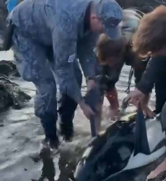 0108_delfín oceánico