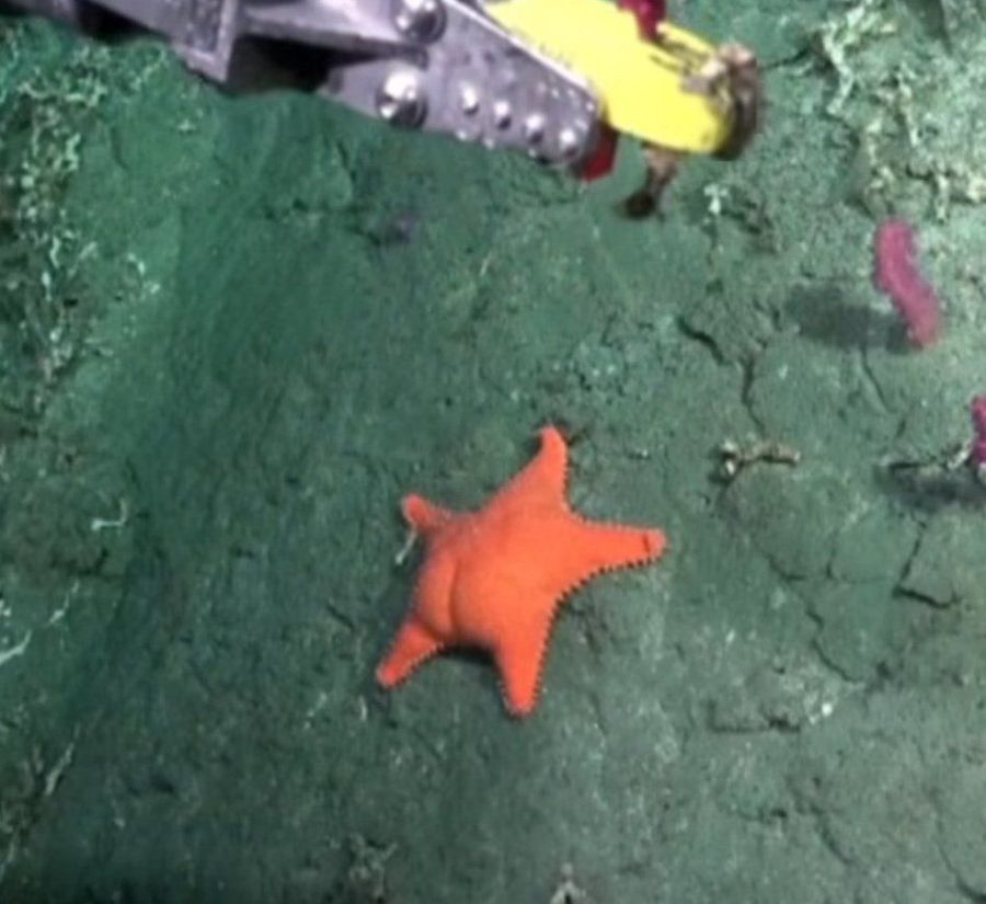 Las imágenes del Conicet en las profundidades del Mar Argentino