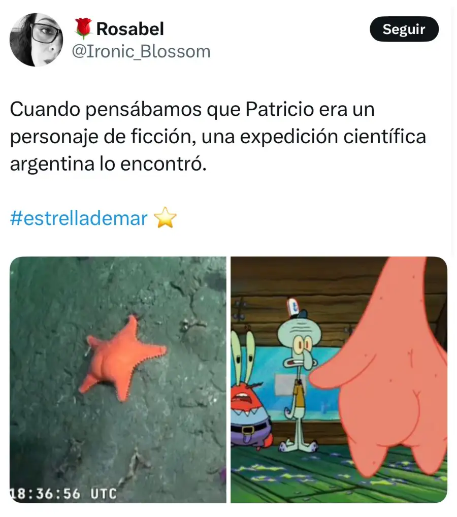 Las imágenes del Conicet en las profundidades del Mar Argentino