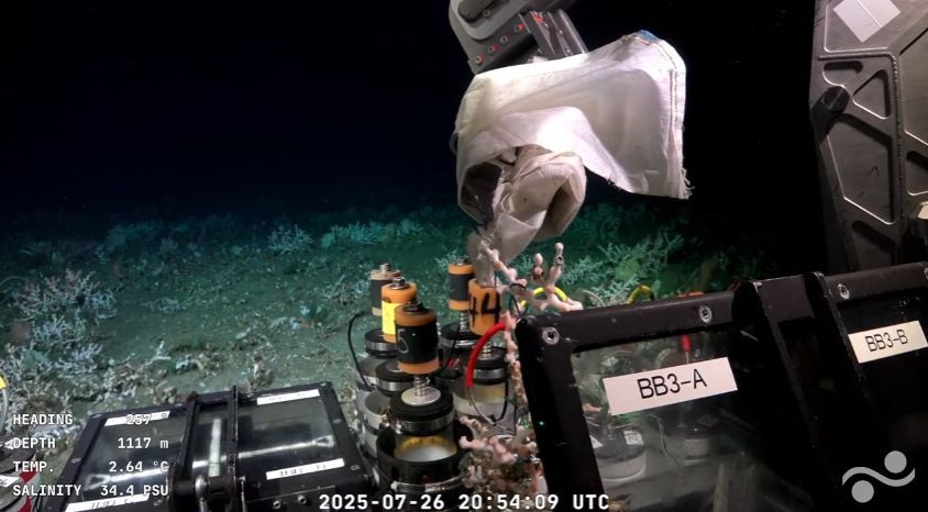 Las imágenes del Conicet en las profundidades del Mar Argentino
