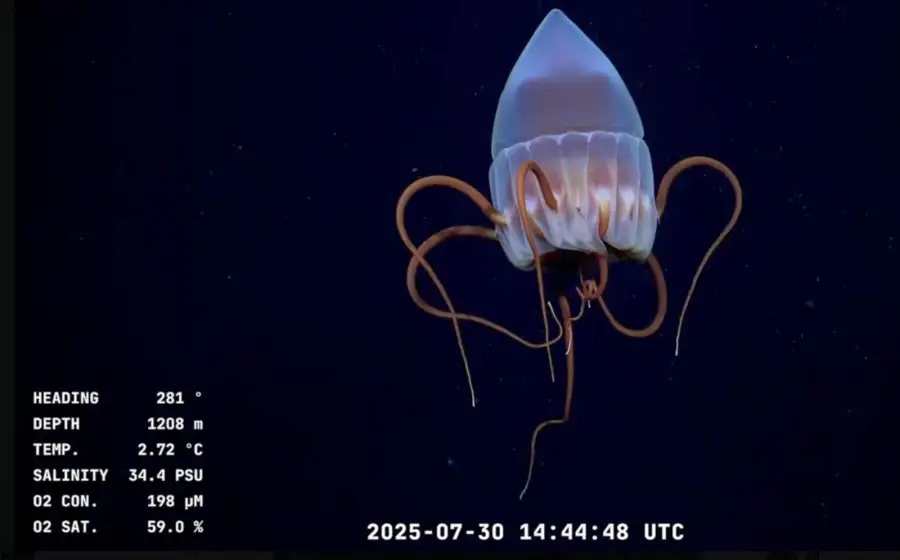 Las imágenes del Conicet en las profundidades del Mar Argentino