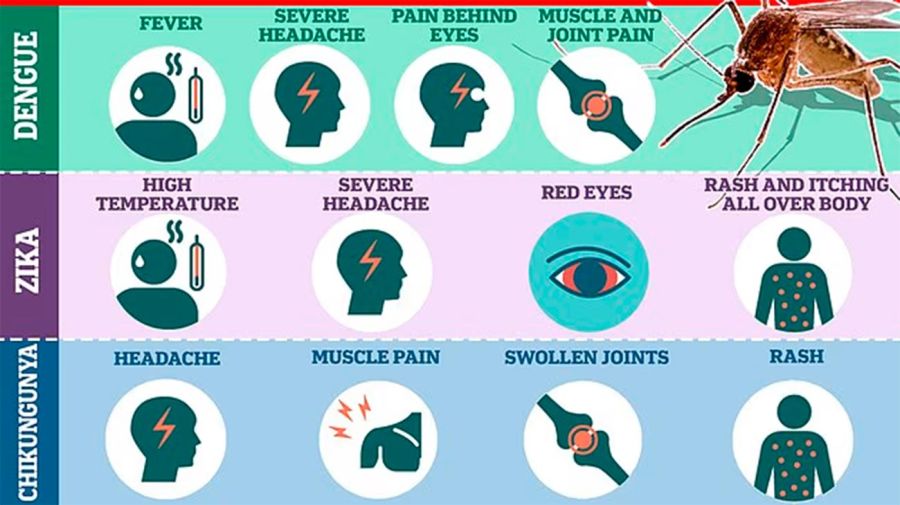 chikungunya-virus 05082025