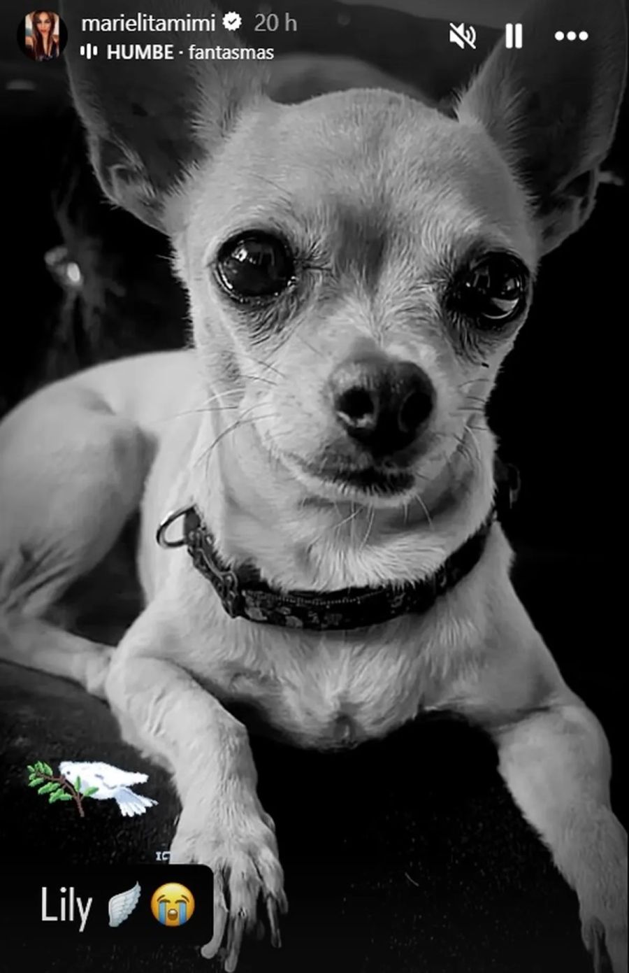 Mimi Alvarado se despidió de Lily, su perrita 1