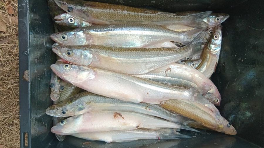 0608_chilenos