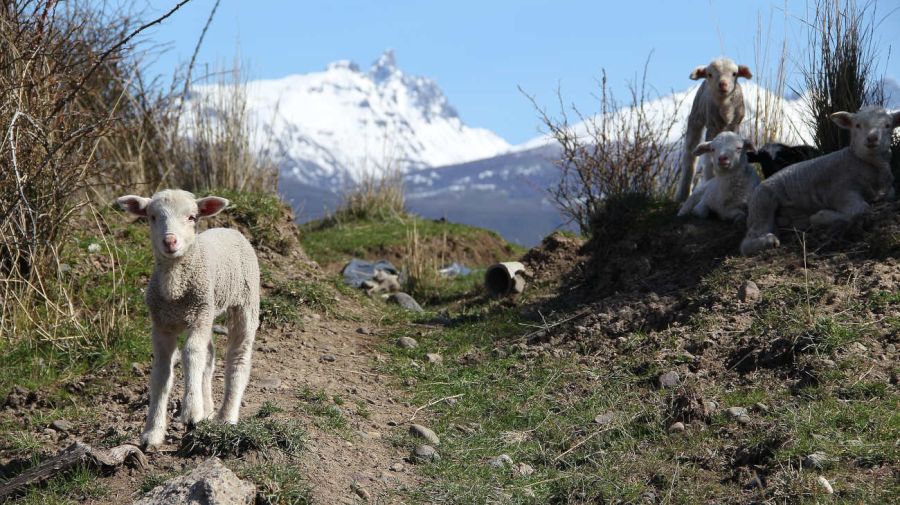 Cordero patagónico y producción ovina 20250806