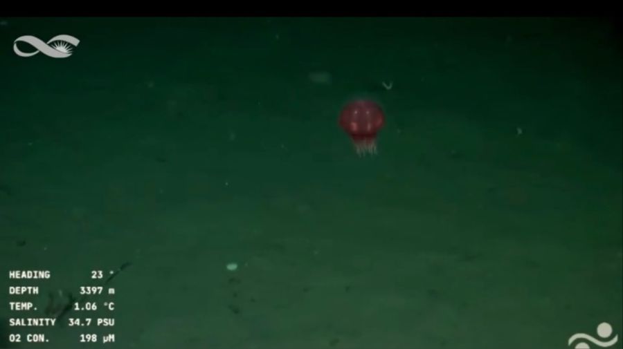 EXPEDICION MDQ CONICET