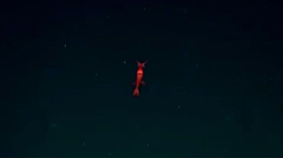 EXPEDICION MDQ CONICET