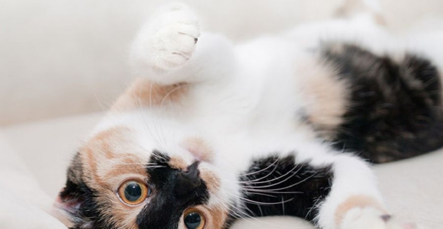 0808_día internacional del gato