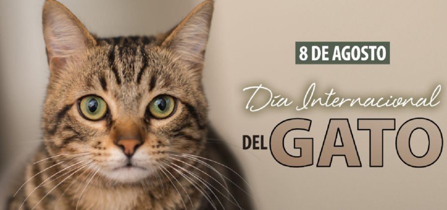 0808_día internacional del gato 