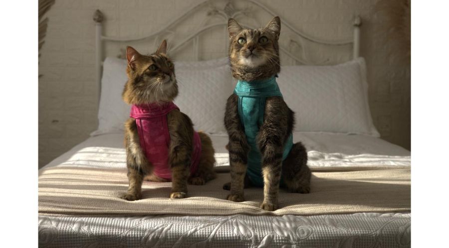 Mascotas Mimadas: la empresa que está revolucionando el mundo pet con las propuestas más originales 