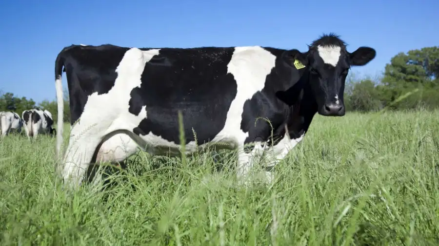 Tambo robótico Lechería, Vaca Lechería y Calesita de ordeñe Lechería 20250811