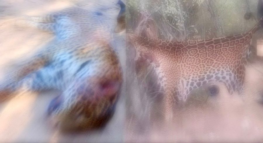 Histórica condena en Formosa por matar a un yaguareté