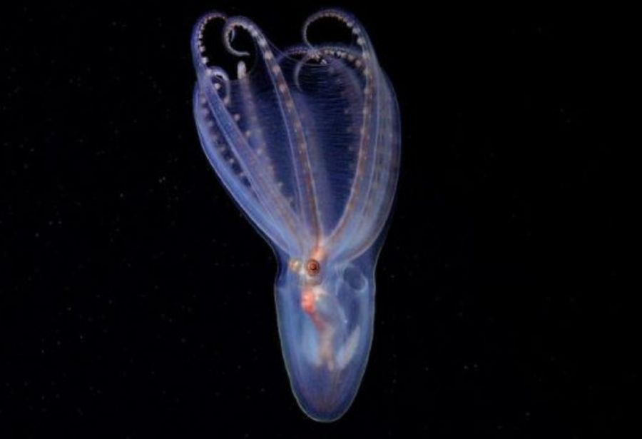 2008_campaña cañón submarino