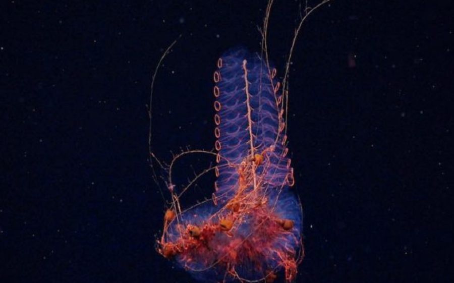 2008_campaña cañón submarino