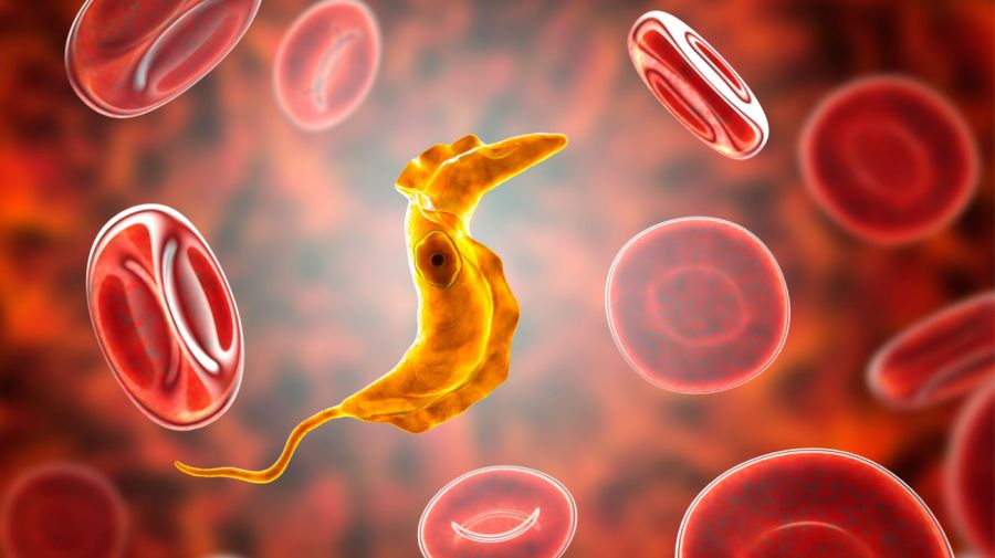 Mal de chagas 20082025