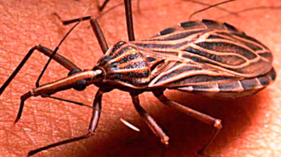 Mal de chagas 20082025