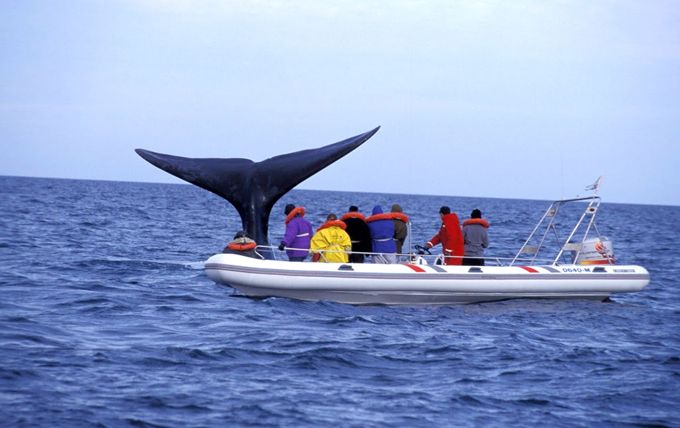 Cola de ballena