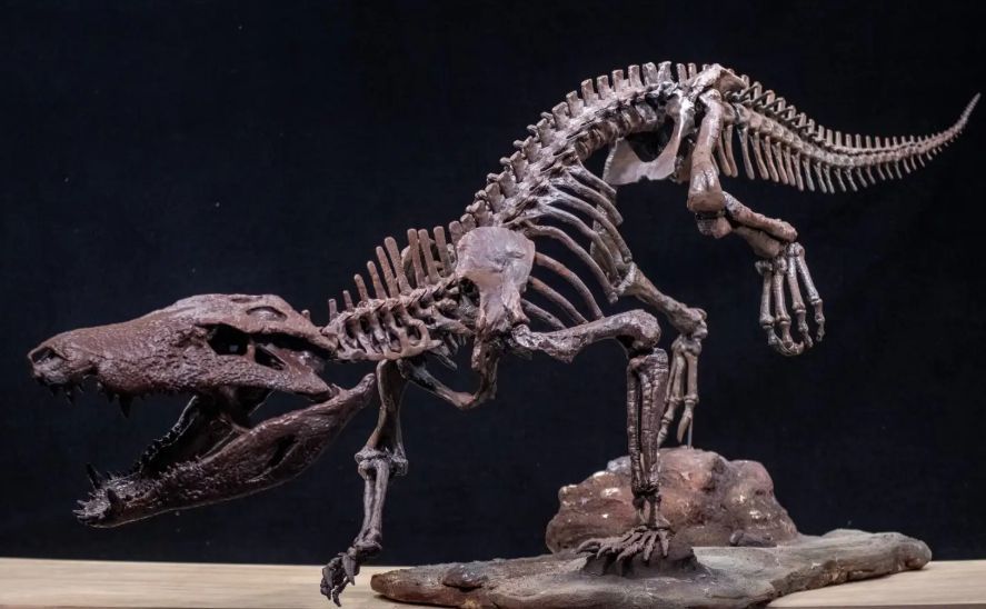Nueva especie de cocodrilo prehistórico que vivió hace 70 millones de años