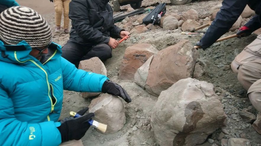 Nueva especie de cocodrilo prehistórico que vivió hace 70 millones de años