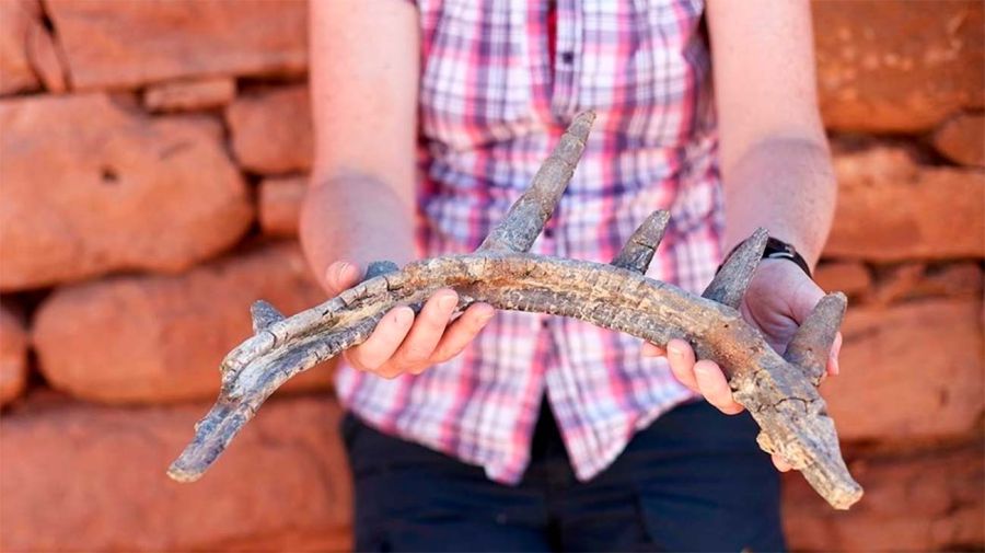 anquilosaurio Spicomellus afer