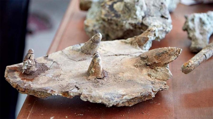 anquilosaurio Spicomellus afer