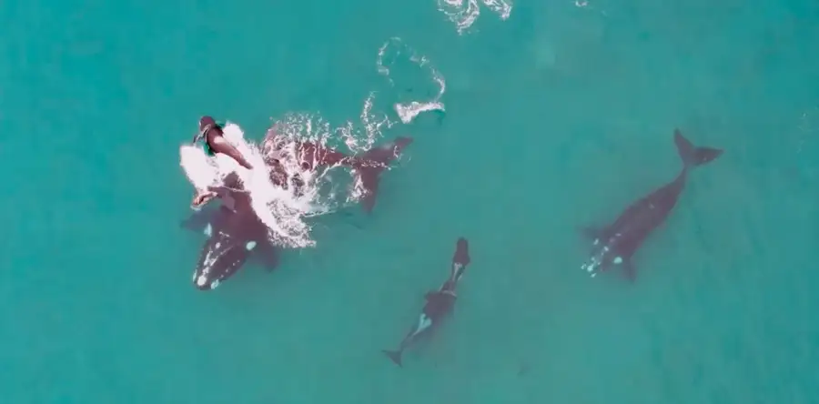 Ballena Franca 28082025