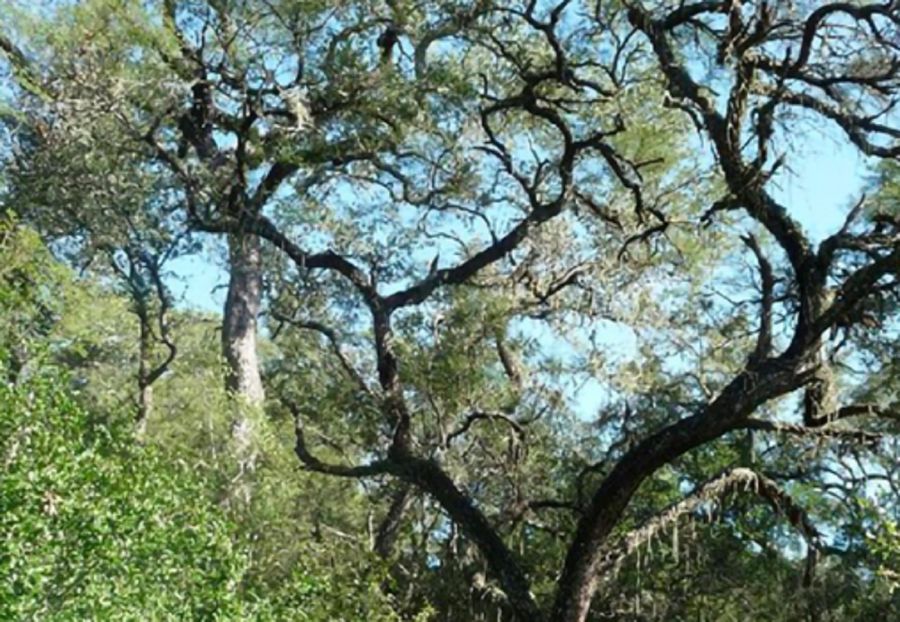 2908_quebracho colorado