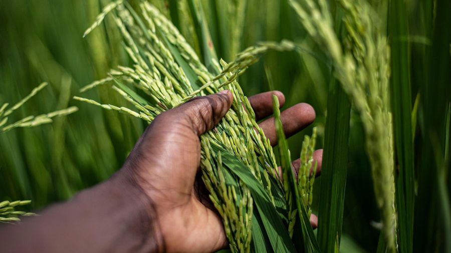 Agricultores y cultivos en el continente africano 29082025