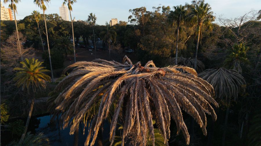 Ataques de picudo rojo sobre palmeras en Uruguay 29082025