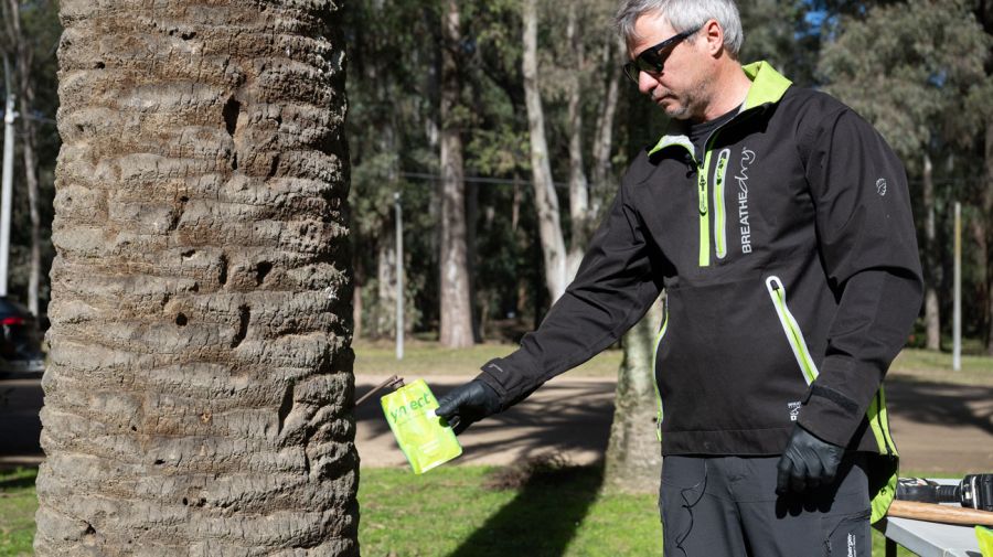 Ataques de picudo rojo sobre palmeras en Uruguay 29082025