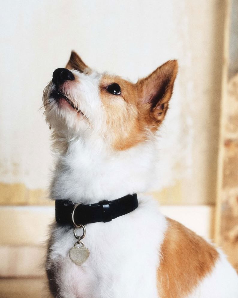 Hank para Dogue de Vogue