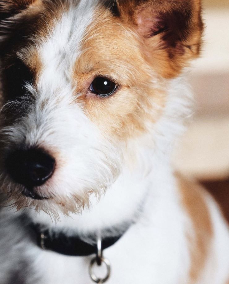 Hank para Dogue de Vogue