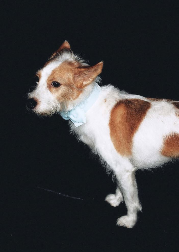 Hank para Dogue de Vogue