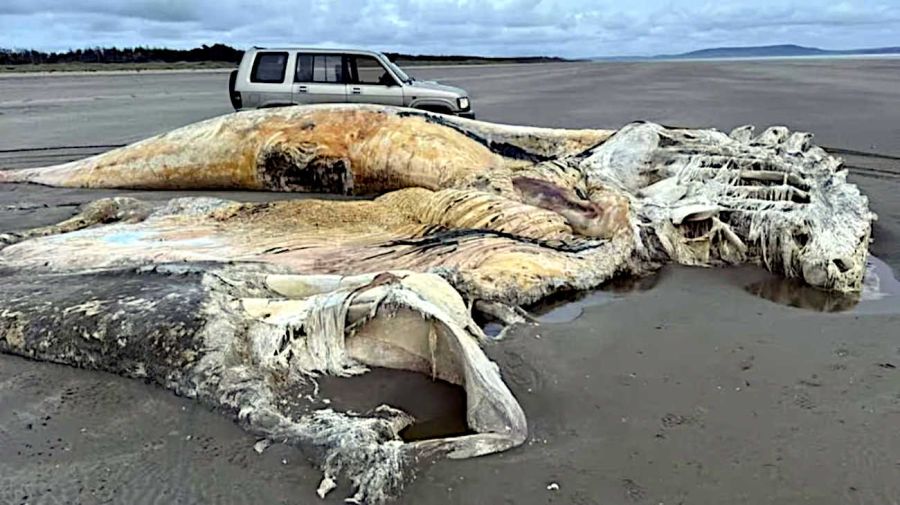 Criatura apareció en una playa de Gales 20250904