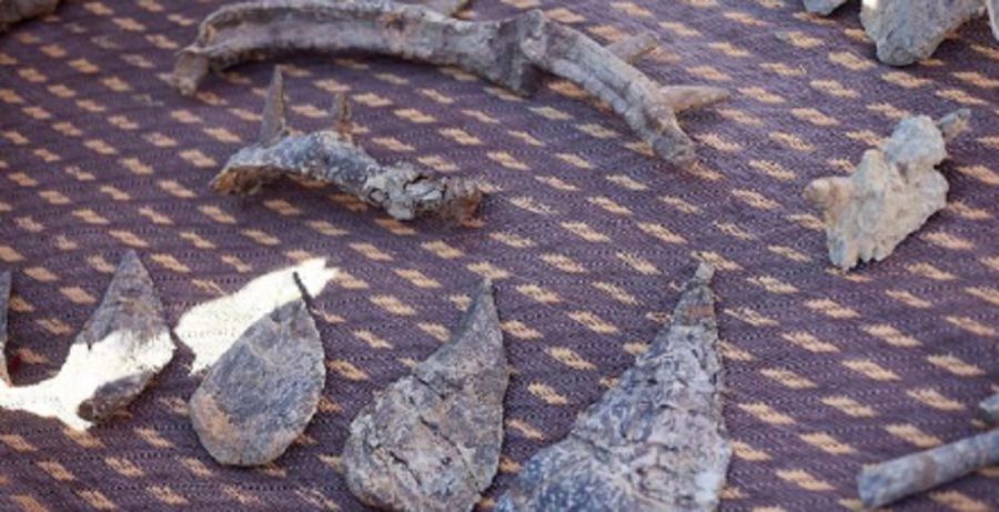 0509_dinosaurio acorazado