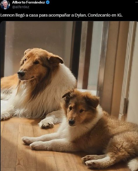 Los perros de Alberto Fernández