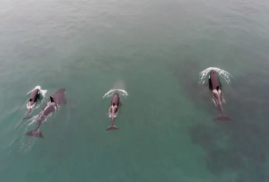 Orcas_ballenas_a