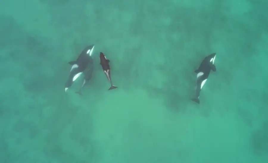 orcas_cazadoras_Madryn