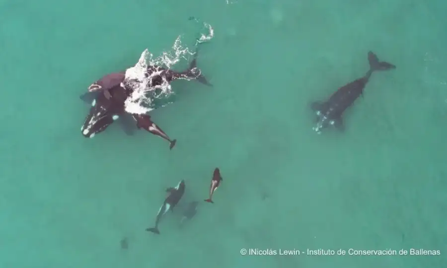 orcas_cazadoras_Madryn