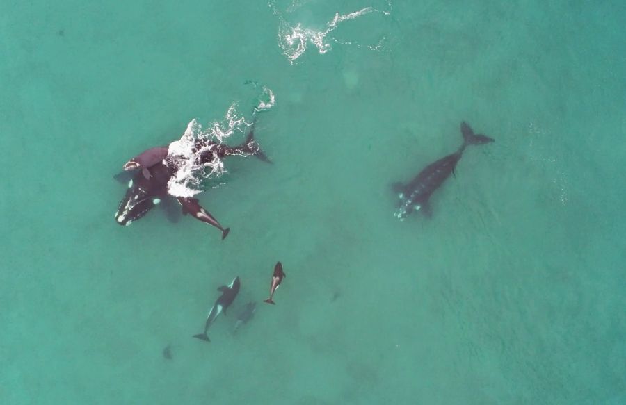 ballenas_orcas