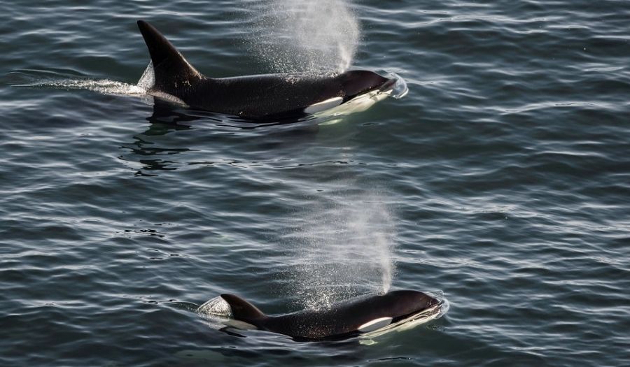 ballenas_orcas