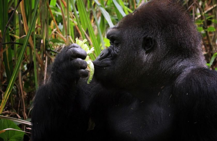 Chimpancés