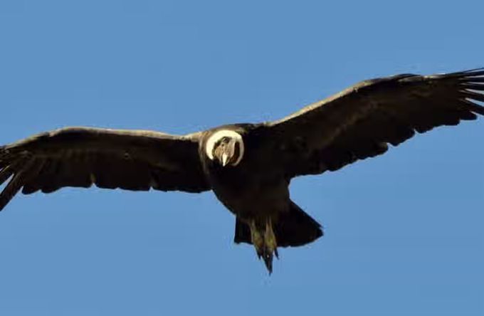 Cóndor