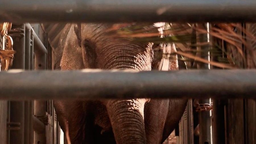 Documental Caravana: Argentina país libre elefantes en cautiverio 24092025