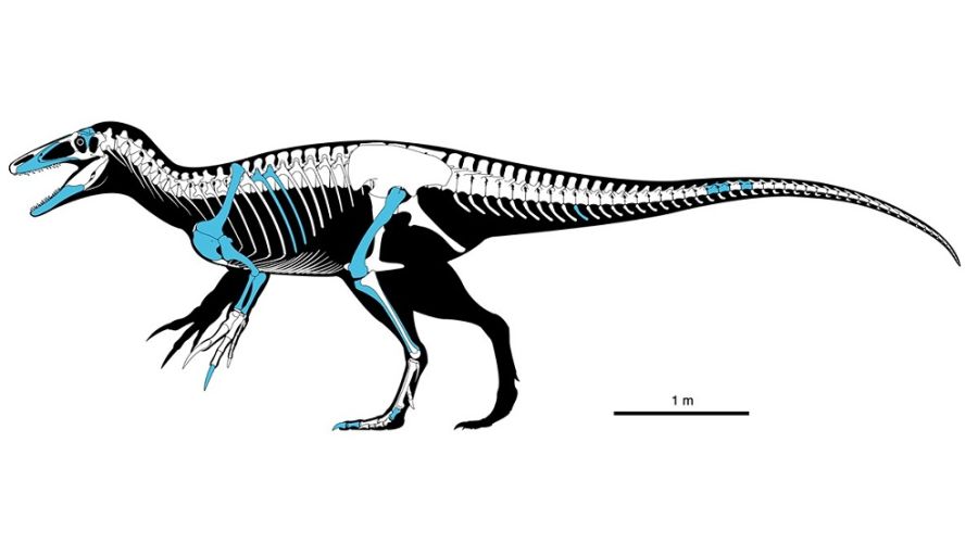Nuevo_Dino_en_Patagonia