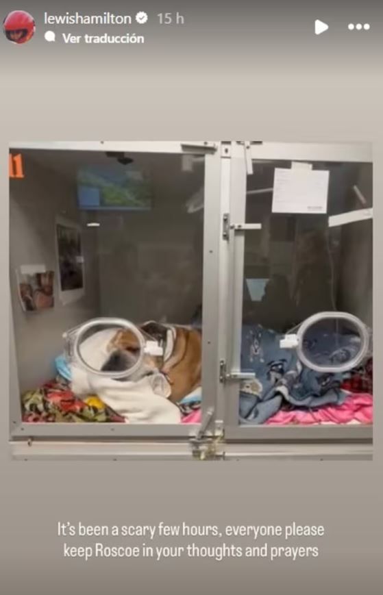 Lewis Hamilton y su perro Roscoe internado