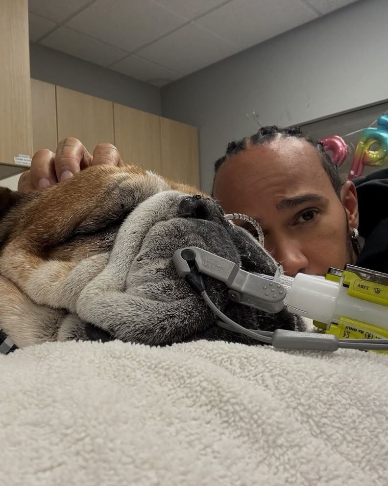 Lewis Hamilton y su perro Roscoe internado