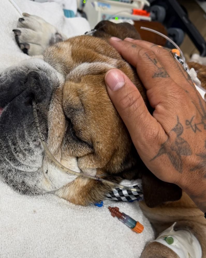 Lewis Hamilton y su perro Roscoe internado