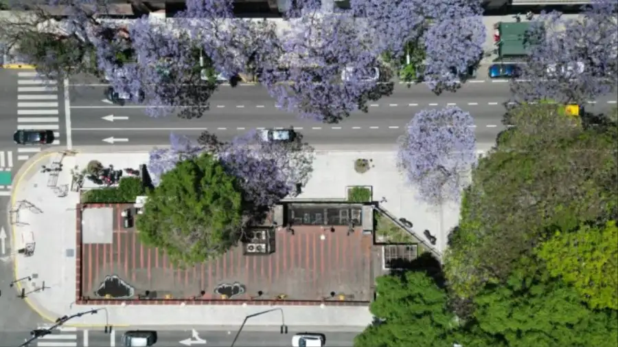 Comenzaron a florecer los jacarandás en las calles y los parques porteños