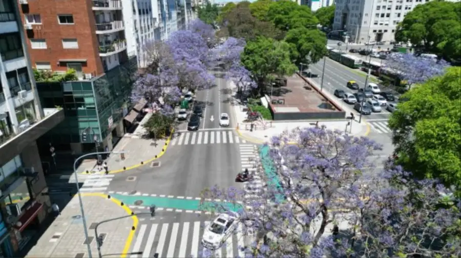 Comenzaron a florecer los jacarandás en las calles y los parques porteños